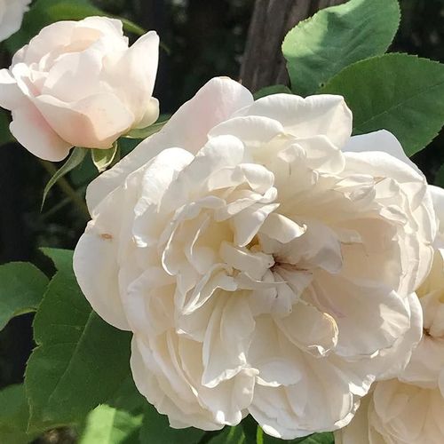 Nosztalgia rózsa - Rózsa - La Tintoretta - Online rózsa rendelés